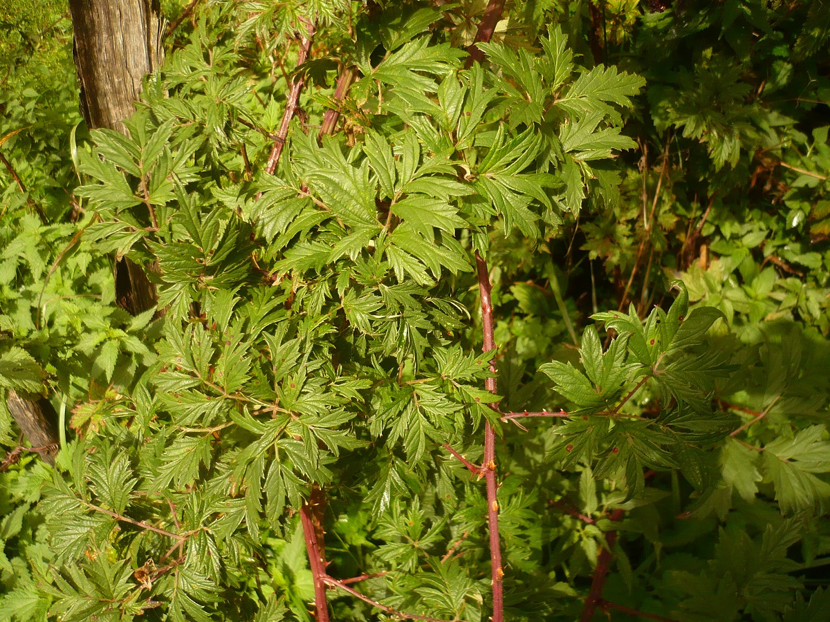 Rubus laciniatus (Rosaceae)